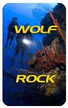 A weekend diving at Wolf Rock