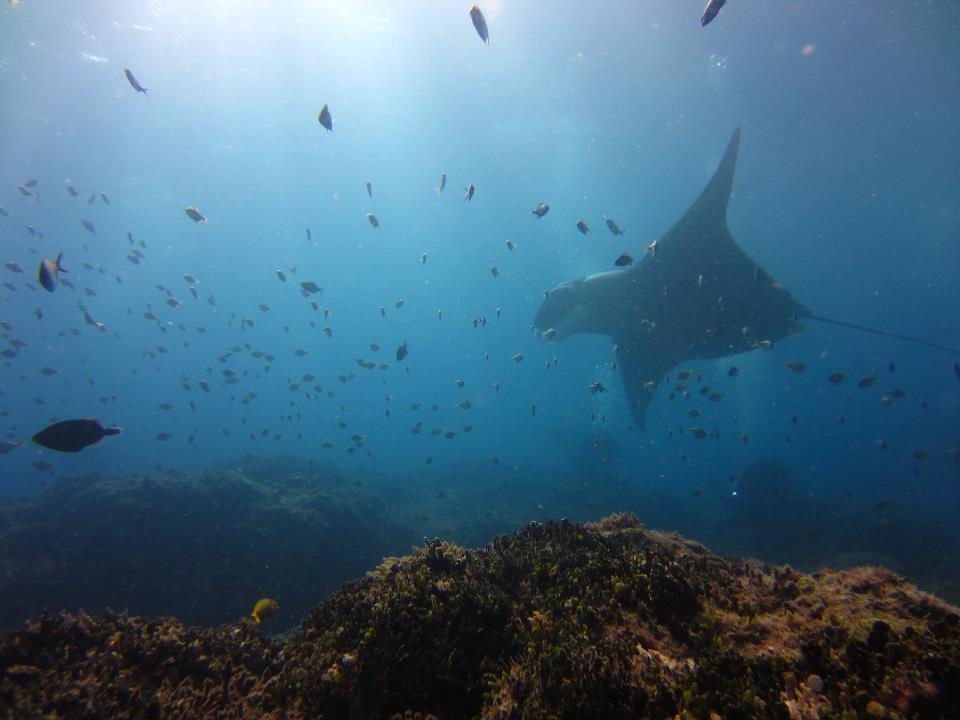 PADI Scuba Diving Brisbane
