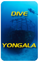 Four dives on the Yongala